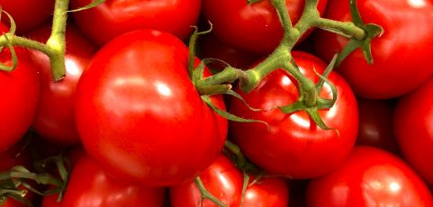 IP Rights, R&D Contracts and Tomatoes?